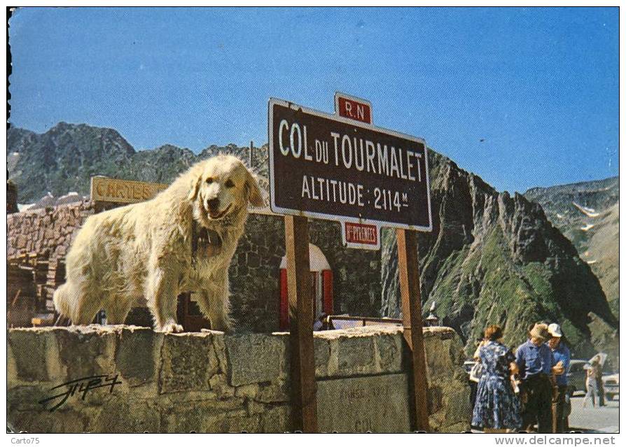 CHIENS - Berger Des Pyrénées - Chiens