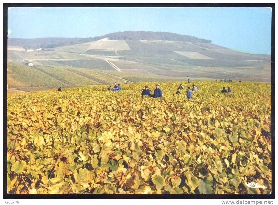 CPM  Animée CHAMPAGNE  Vendanges Dans Les Blancs - Champagne-Ardenne