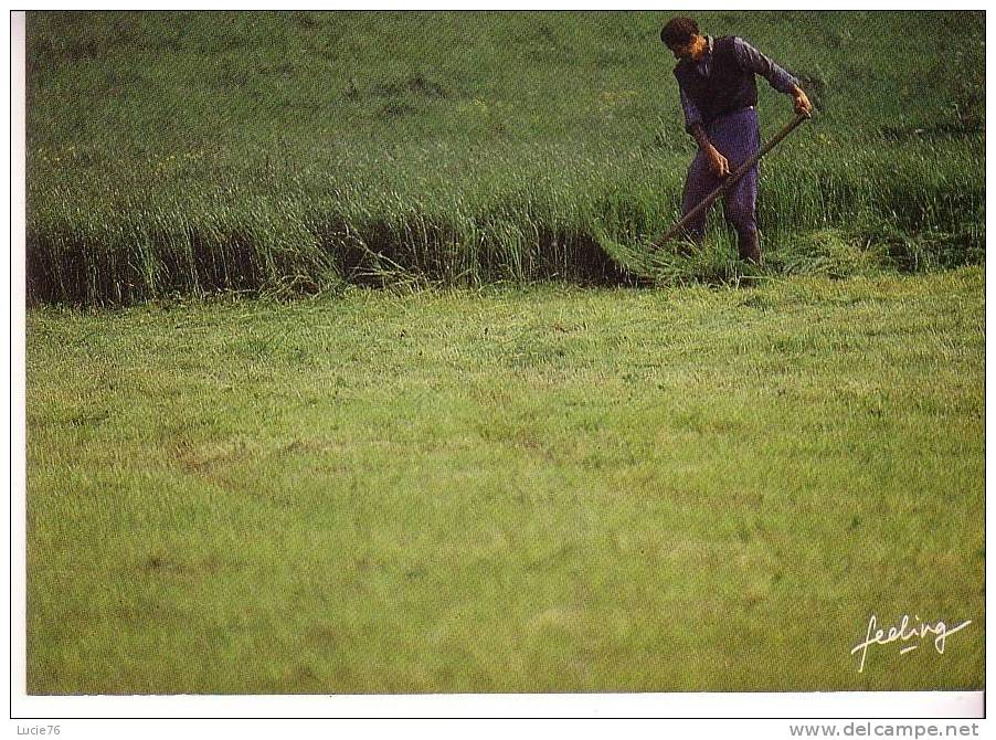 PLEIN CHAMP / 4  - Photo :    Alain  Choisnet  -  Série :  Feeling - Combier  - - Farms