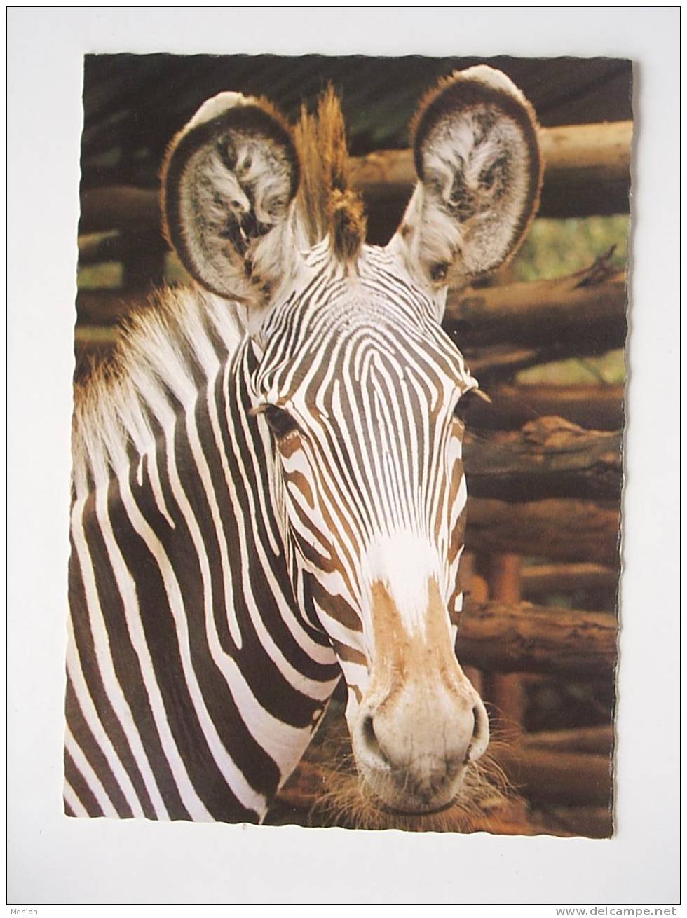 ZEBRA     VF   38841 - Zèbres