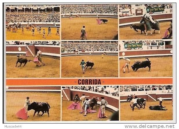 TAUREAUX - CORRIDA - Stieren