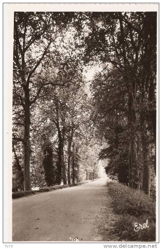 CpE3226 - RIBERAC - L'avenue Des Platanes - (24 - Dordogne) - Riberac