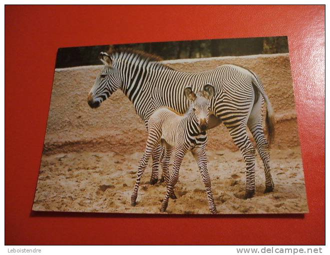 CPM THEME ANIMAUX: ZOO DE LA PALMYRE-N°49- ZEBRE DE GREVY ET SON BEBE-TBEG - Zebras