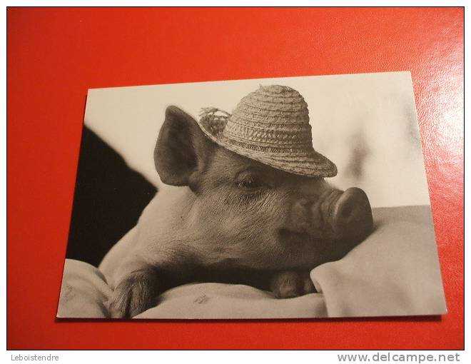 CPM THEME ANIMAUX: COCHON AVEC UN CHAPEAU -PIG-APPEAL-TBEG - Varkens