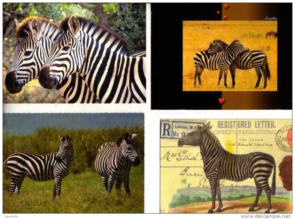 4 Carte De Zèbres  - Zebra Postcards - Zèbres