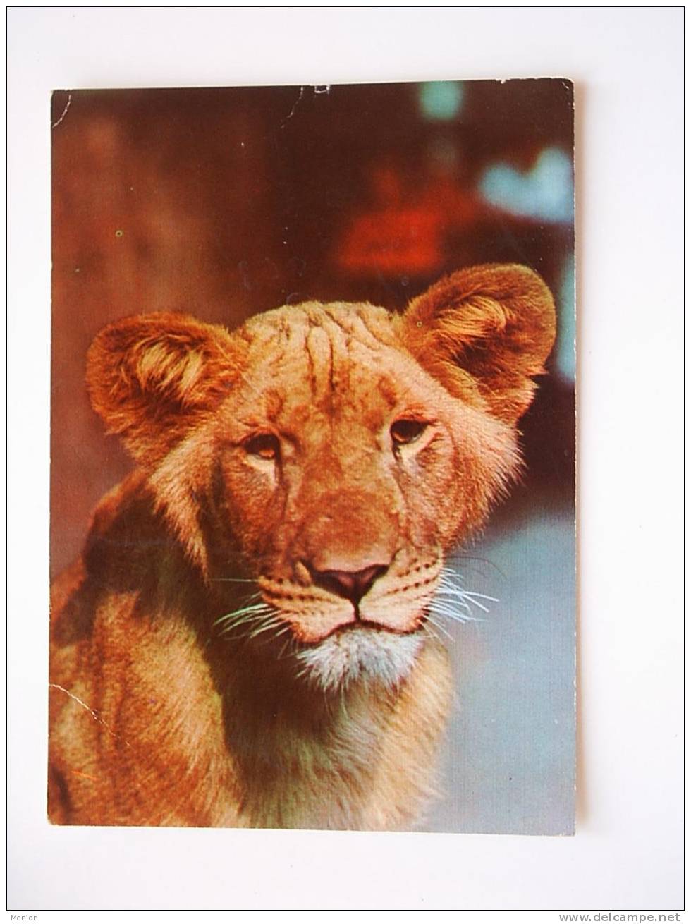 Senegalese Lion´s Cub  - Hungarian Postcard  1973   -VF    39310 - Leeuwen