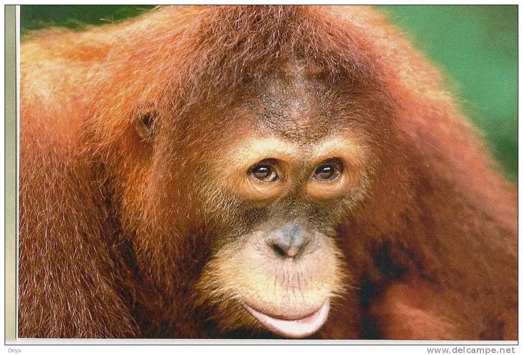 SINGE - ORANG OUTAN / MONKEY / AFFE - Monkeys