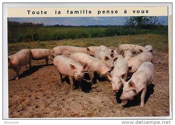 Cpm COCHON Toute La Famille Pense à Vous - 210 PP - Schweine