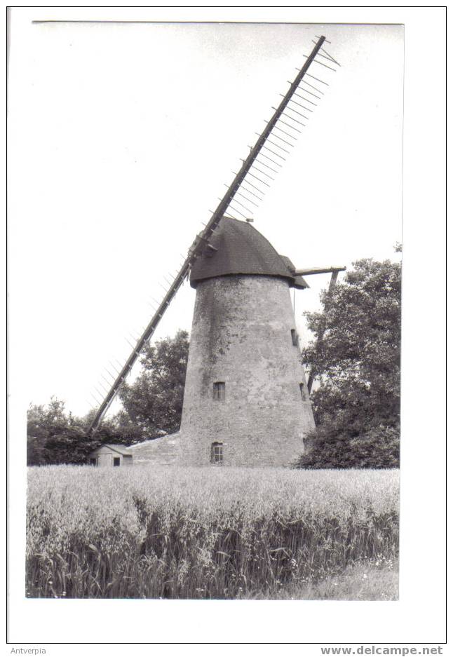 SINT-KORNELIS_HOREBEKE Hoogkoutermolen Ongelopen - Horebeke