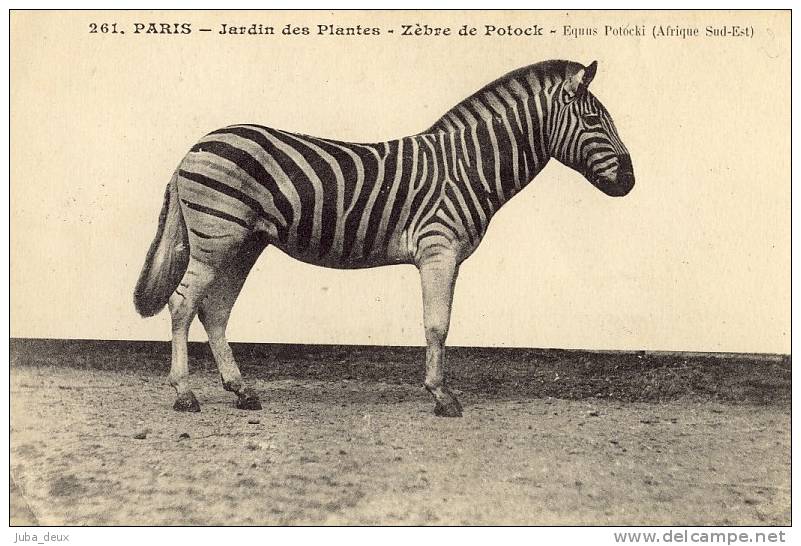 Paris .  Le Jardin Des Plantes .  Zèbre De Potock ( Equus Potocki ) .  Afrique Sud - Est . - Zèbres