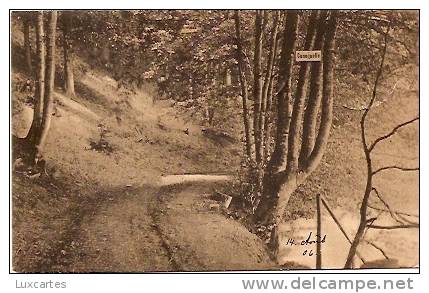 MALERISCHE WALDPARTIEEN AUS SONNEBERGS UMGEBUNG . " CUNOQUELLE" - Sonneberg