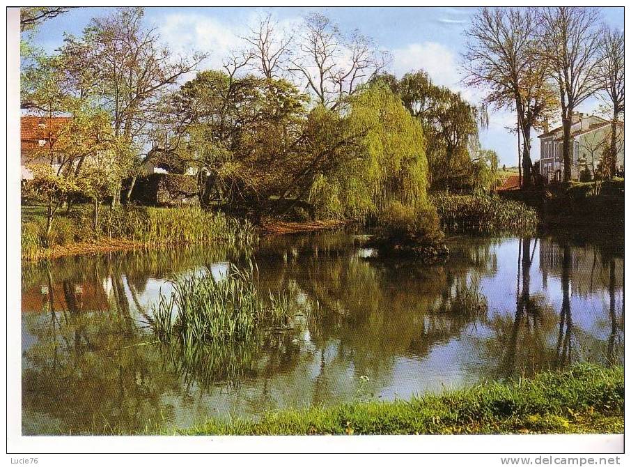 RIBERAC  -  La MARE  Aux  GRENOUILLES  - N°   876 - Riberac