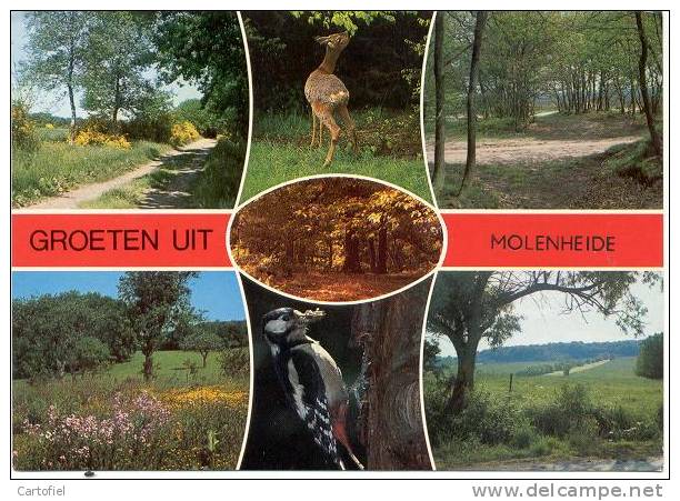 HOUTHALEN-HELCHTEREN-GROETEN UIT MOLENHEIDE - Houthalen-Helchteren