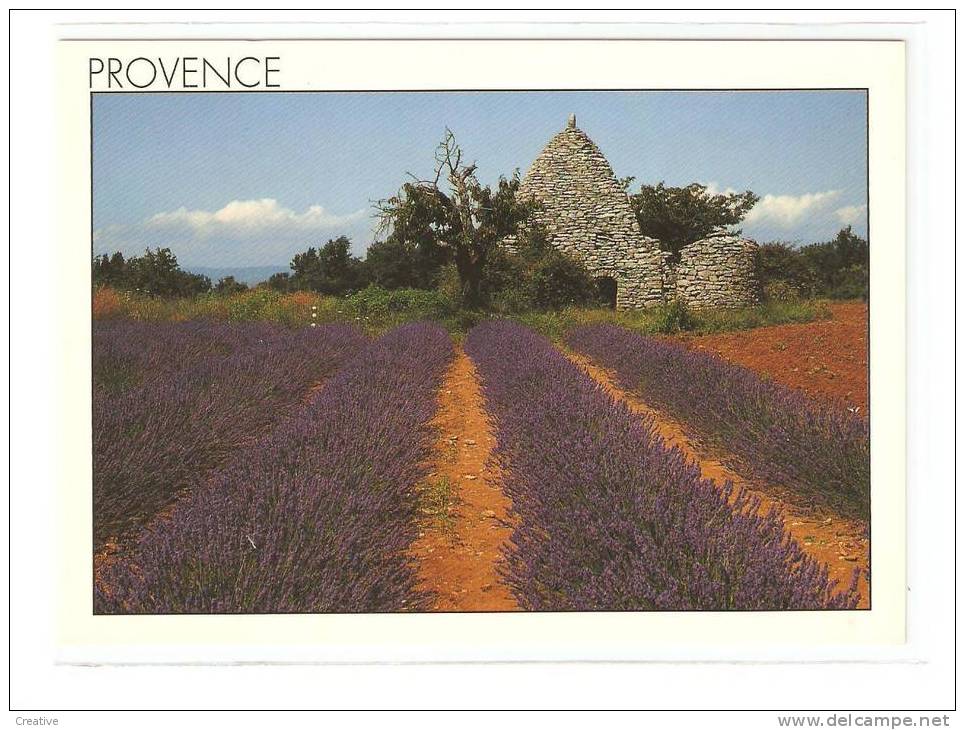 CHAMP DE LAVANDES.IMAGE DE PROVENCE. - Other & Unclassified