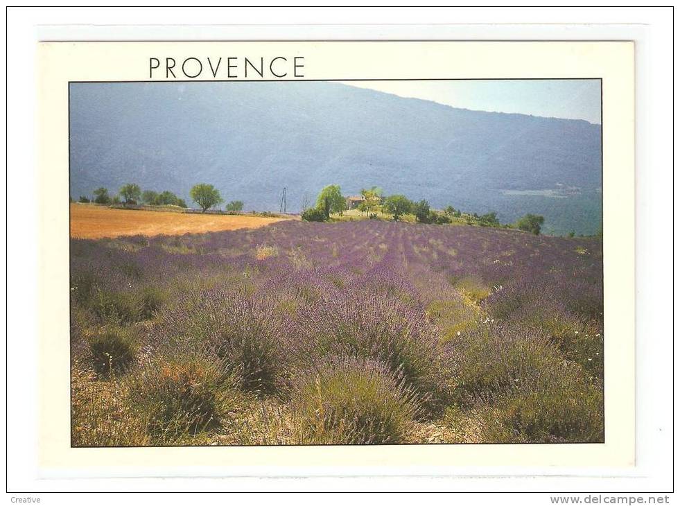 PROVENCE.Champ De Lavandes - Other & Unclassified