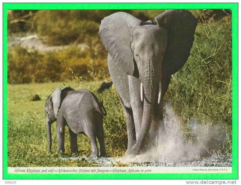 AFRICAN ELEPHANT AND CALF - ÉLÉPHANT AFRICAIN ET SON PETIT - CIRCULÉE EN 1969 - - Elephants