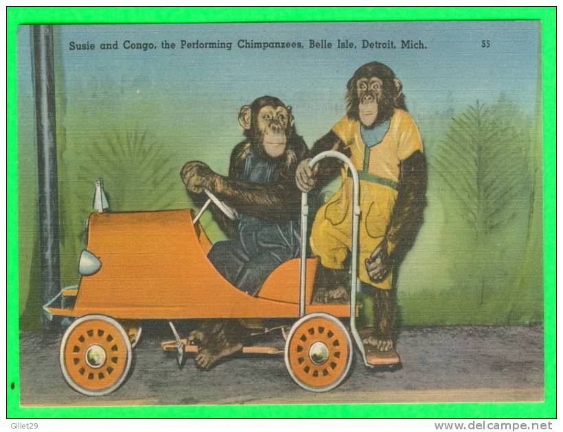 MONKEYS - SUSIE & CONGO, THE PERFORMING CHIMPAZEES - BELLE ISLE, DETROIT,MICHIGAN - - Singes