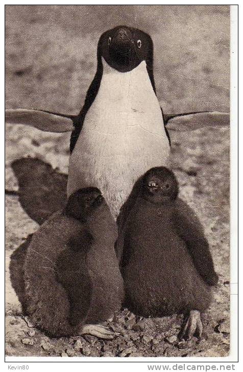 ANIMAUX Femelle Pingouin Et Ses Petits - Dolfijnen