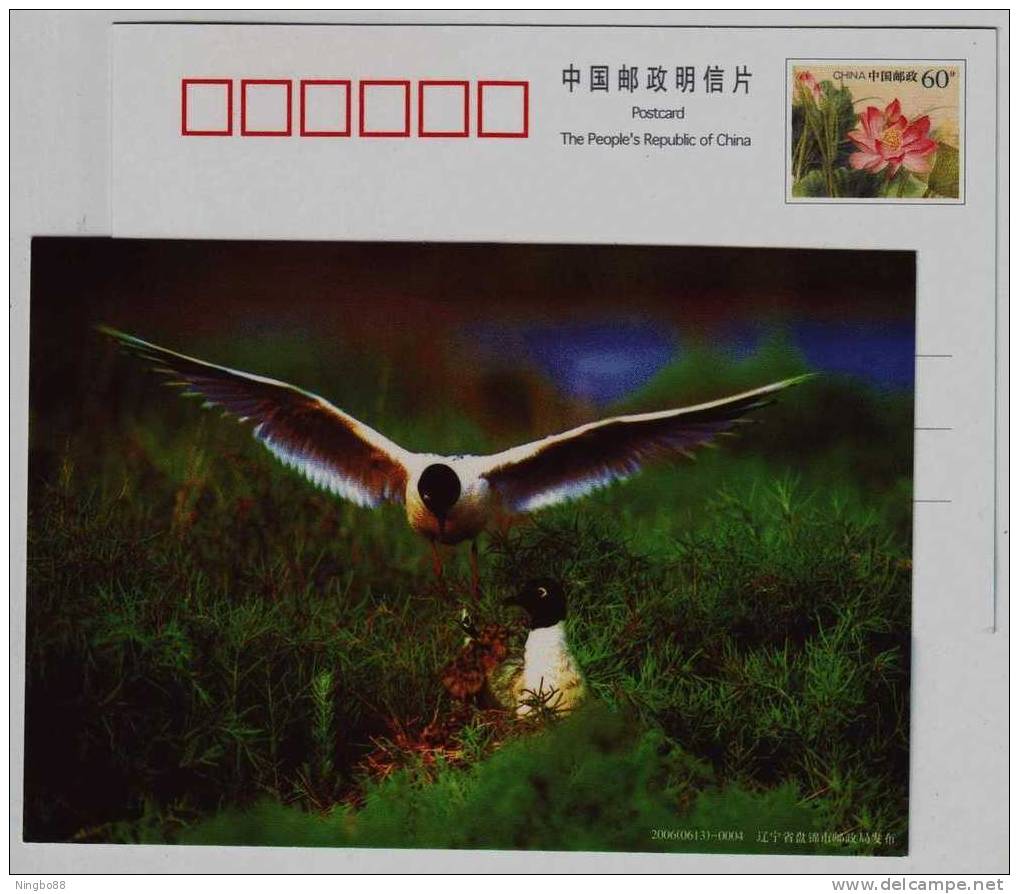 Black-headed Gull Bird Hatching,CN 06 Panjin Shuangtaihe River Estuary National Nature Reserve Advert Pre-stamped Card - Mouettes