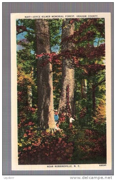 Joyce Kilmer Memorial Forest, Graham County, Near Robbinsville, North Carolina - Autres & Non Classés