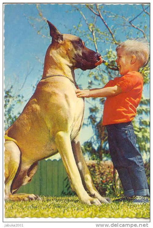 #06 DOG GREAT DANE HUNDE DOGGE REAL PHOTO POSTCARD - Chiens
