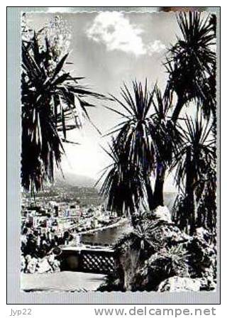 Jolie CP Photo Monte Carlo Vue Prise à Travers Les Plantes Exotiques - Ed Ajax Monaco 1418 - CAD 28-08-1962 / Tp Cactus - Exotische Tuin