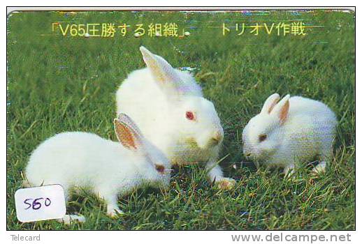LAPIN Rabbit KONIJN Kaninchen Conejo (560) - Conejos