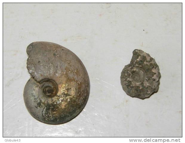 2  AMMONITE S  DE L´ALBIEN  AUBE    2 Et 1 Cm  (pyriteuse) - Fósiles