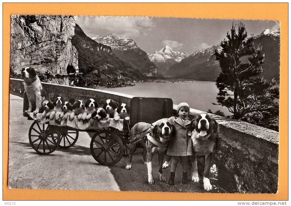 D234, Attelage De Chiots Et Chiens St Bernard, St Bernhard, Zwinger Zwing, Flüelen Uri Schweiz, 1956 Vers Moudon Vaud - Chiens