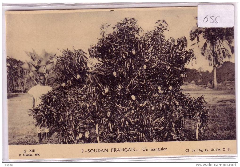 - SOUDAN - UN MANGUIER (056) - Soudan