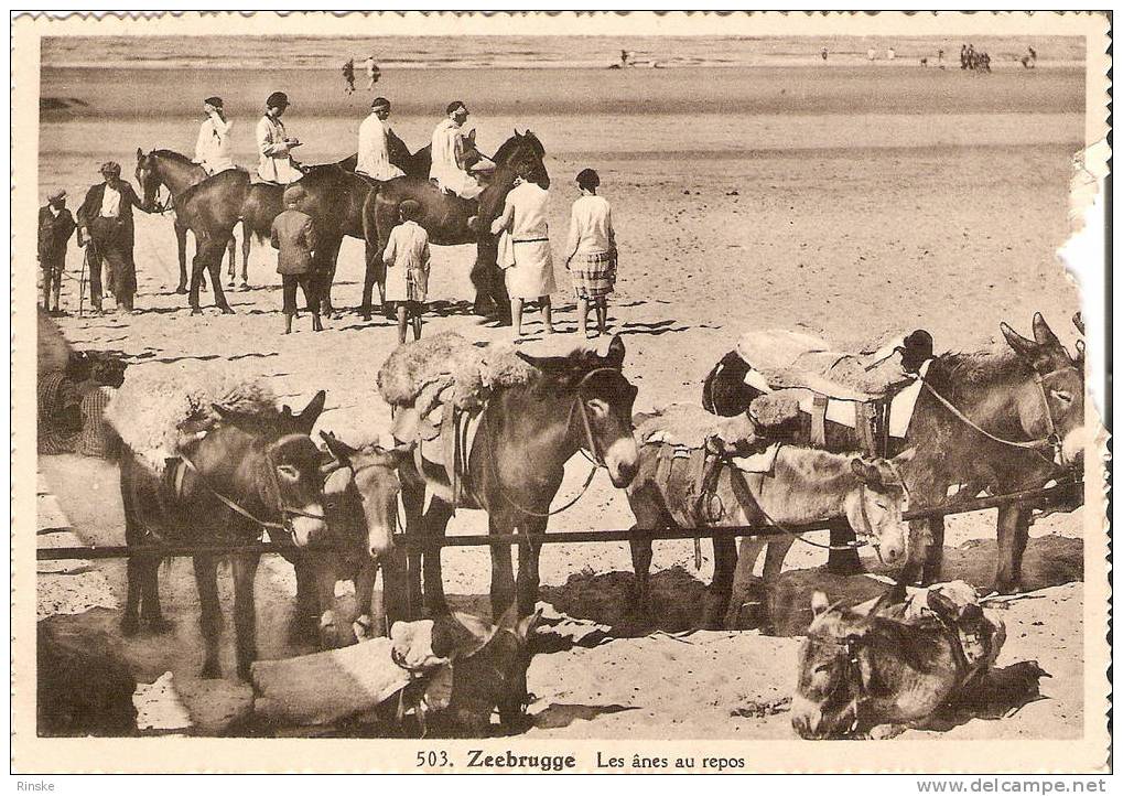 Zeebrugge - Ezels Op Strand - Zeebrugge