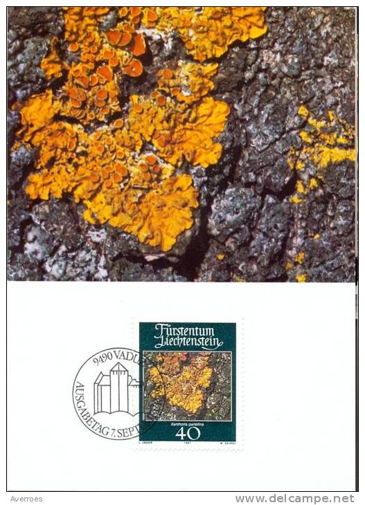 FLORE MOUSSE ET LICHENS - 7 SEPTEMBRE 1981  Yvert 717 - Maximumkaarten