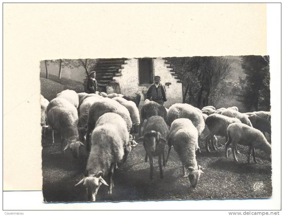B 457  SCENES ET TYPES DES PYRENEES  MOUTONS AU PATURAGE  1955 - Viehzucht