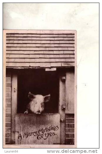 5 Pigs Postcards - 5 Carte De Cochons - Pigs