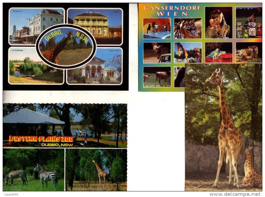 4 Giraffe Postcards - 4 Carte De Giraffes - Giraffes