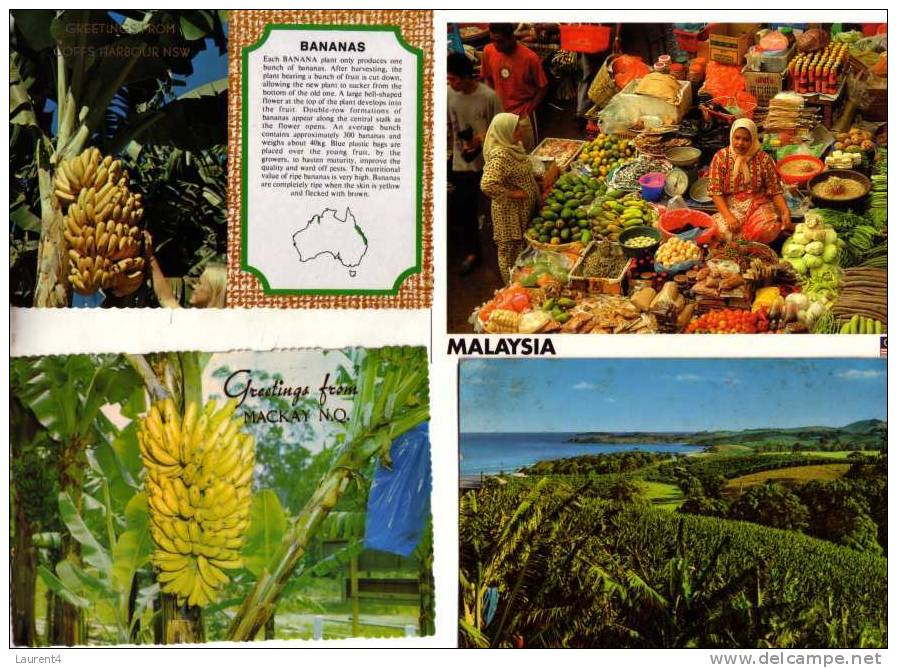 5 Bananas  Postcards - 5 Carte Sur Les Bananes - Culturas