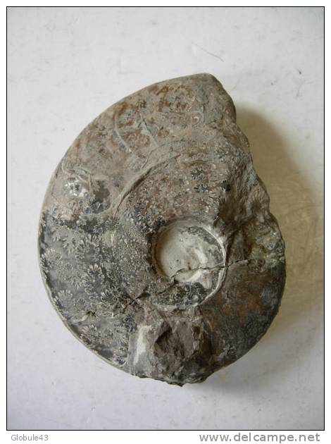 AMMONITE  Recollée  7 X 5,5 Cm   AUBE  FRANCE - Fossiles