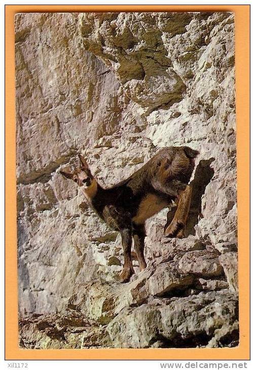 D271, Haut Valais, Oberwallis, Jeune Chamois. Junge Gemse, Posté à Gluringen Goms (Reckingen) En 1963 Vers Barcelona. - Gluringen