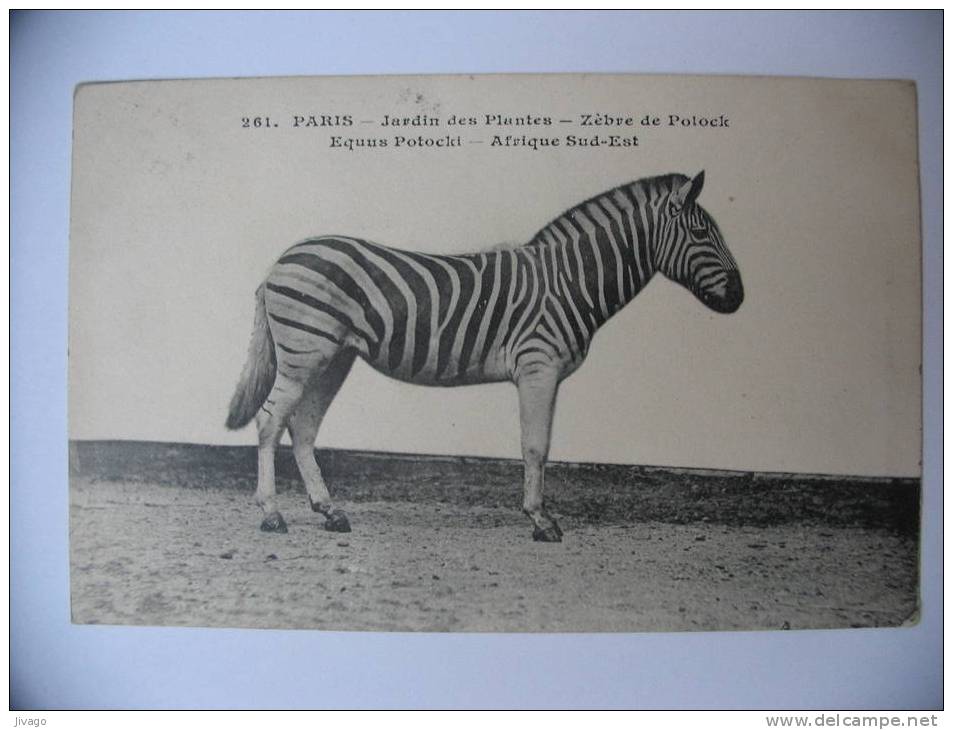 PARIS  :  Jardin Des Plantes  -  Zèbre De Potock  (Afrique Sud-Est) - Zebras