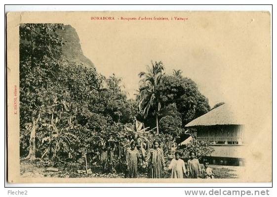 BORABORA Bosquets D´arbres Fruitiers à VAITAPE - Tahiti
