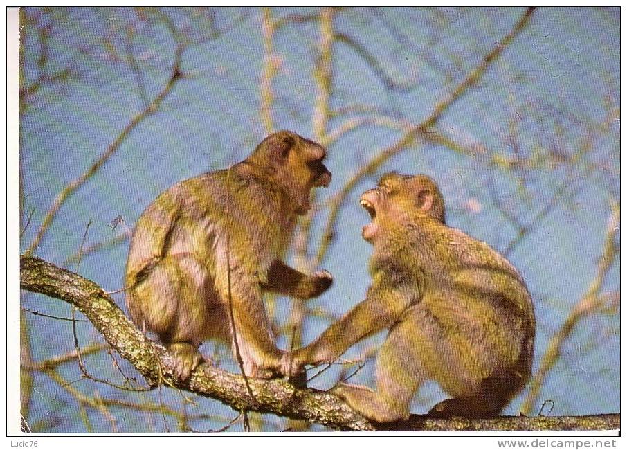 SINGES - La Montagne Des Singes - Apen