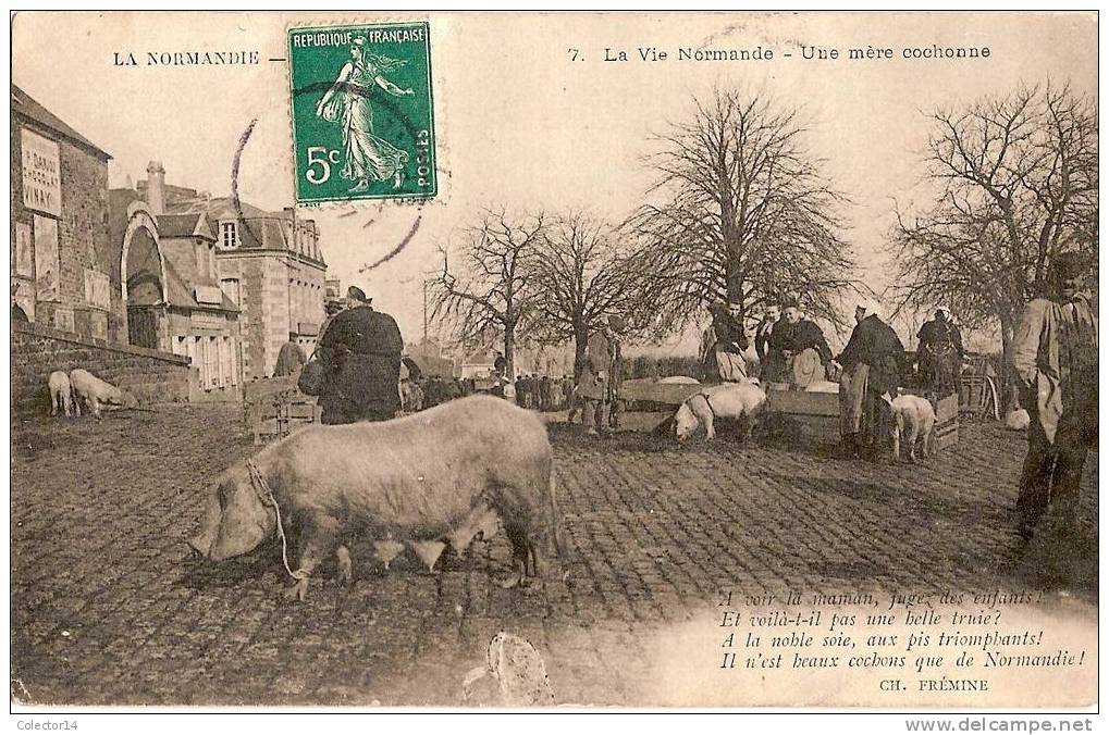 LA VIE NORMANDE  UNE MERE COCHONE  1907 - Cochons