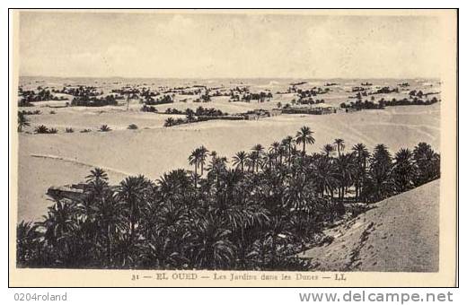 El Oued - Les Jardins Dans Les Dunes - El-Oued