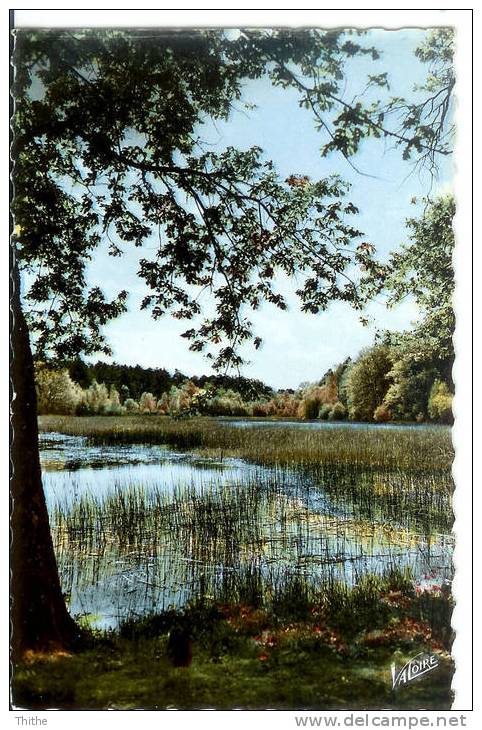 Paysages De SOLOGNE - Bord D'un étang - Centre-Val De Loire