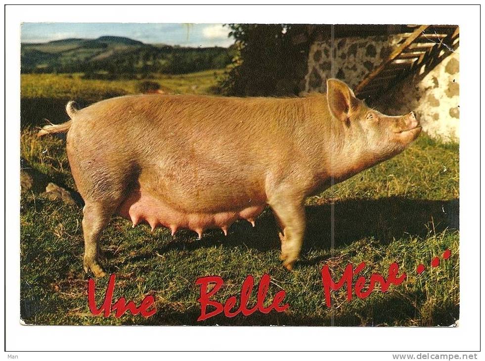 Cochon: Truie, Une Belle Mère ... (08-3060) - Schweine