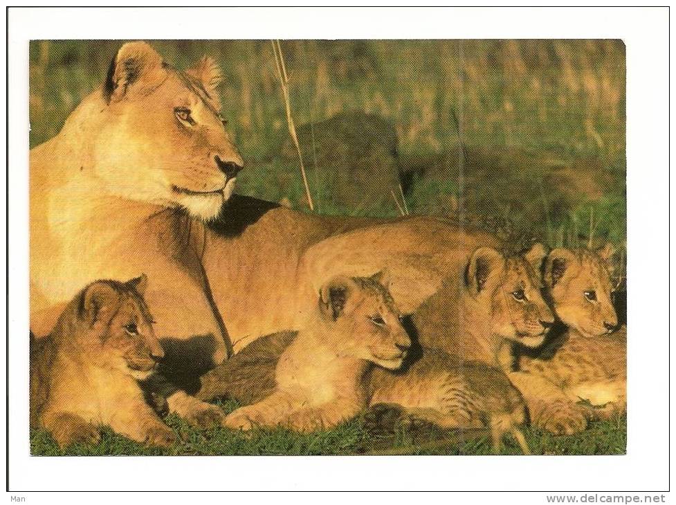 Lion: Famille De Lions, Lionne Et Lionceaux, Photo Y. Arthus Bertrand Ardea London LTD  (08-3142) - Lions
