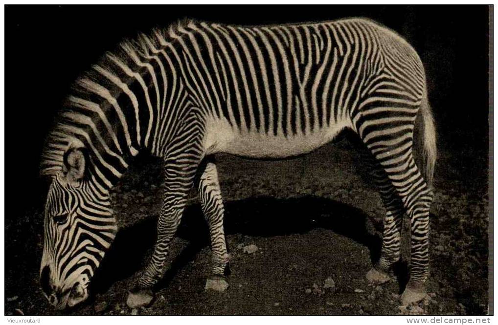 CPA. ZEBRE DE GREVY. PARC ZOOLOGIQUE DU BOIS DE VINCENNES PARIS. NUMERO 118. - Zèbres