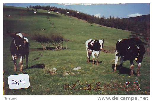 VACHE COW VACA KUH KOE MUCCA (284) - Cows