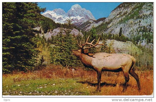 North American Elk Or Wapiti  Banff National Park   + Tax Stamps On The Back - Banff