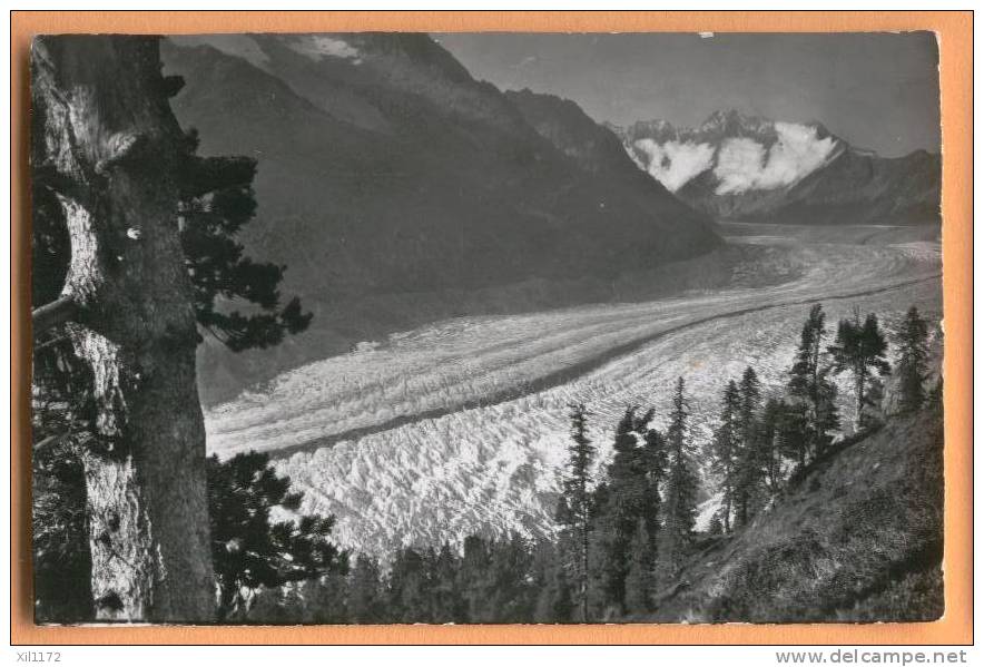 D496, Valais, Riederalp Ob Mörel. Naturschutzpark Aletschwald. Aletschgletscher, Walliser Fiescherhörner. Arolles. - Fiesch